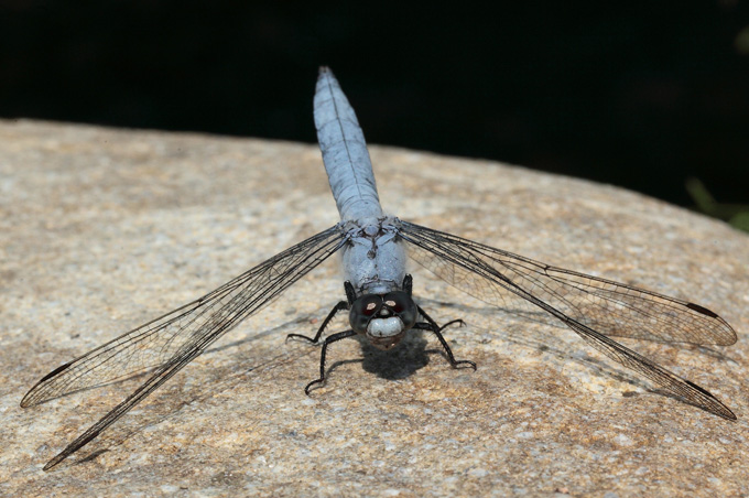 Quale orthetrum? Orthetrum brunneum